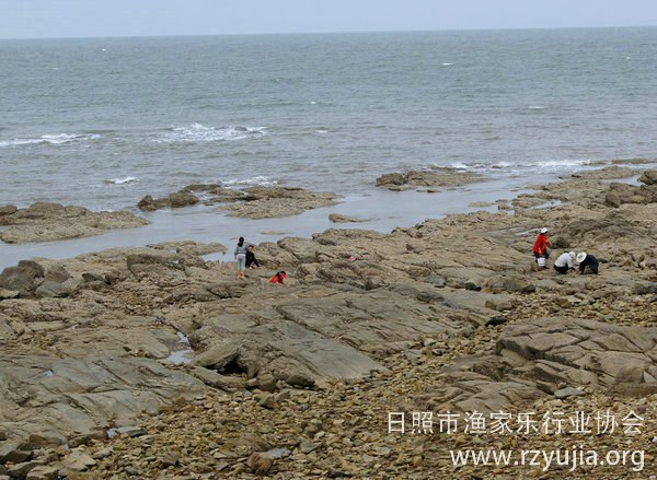 日照李家台赶海拾贝